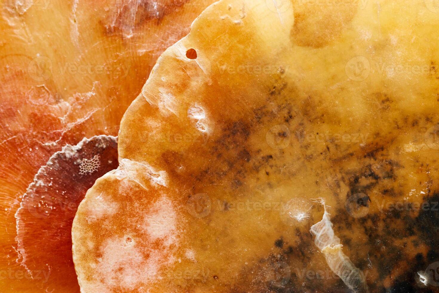 Natural pattern texture seashells, macro photo, beauty nature abstract background, top view vivid orange yellow surface of shell, clam closeup, oceanic, nautical, marine, aquatic life backdrop photo