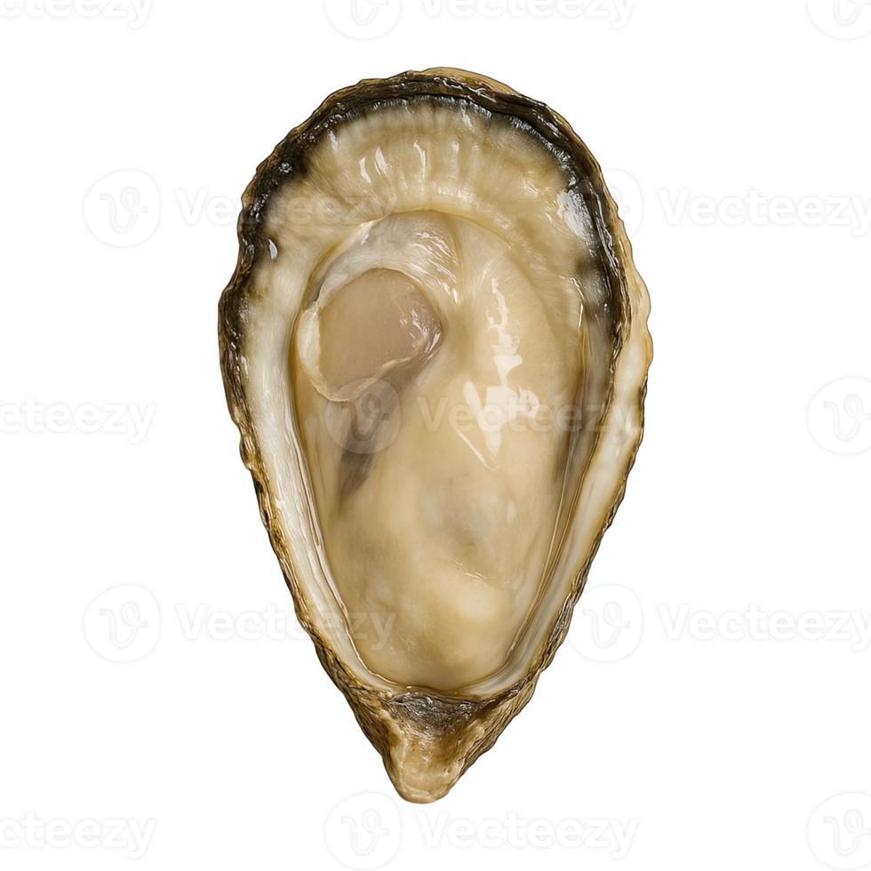 Fresh raw oyster half shell top view, isolated on transparent background, png