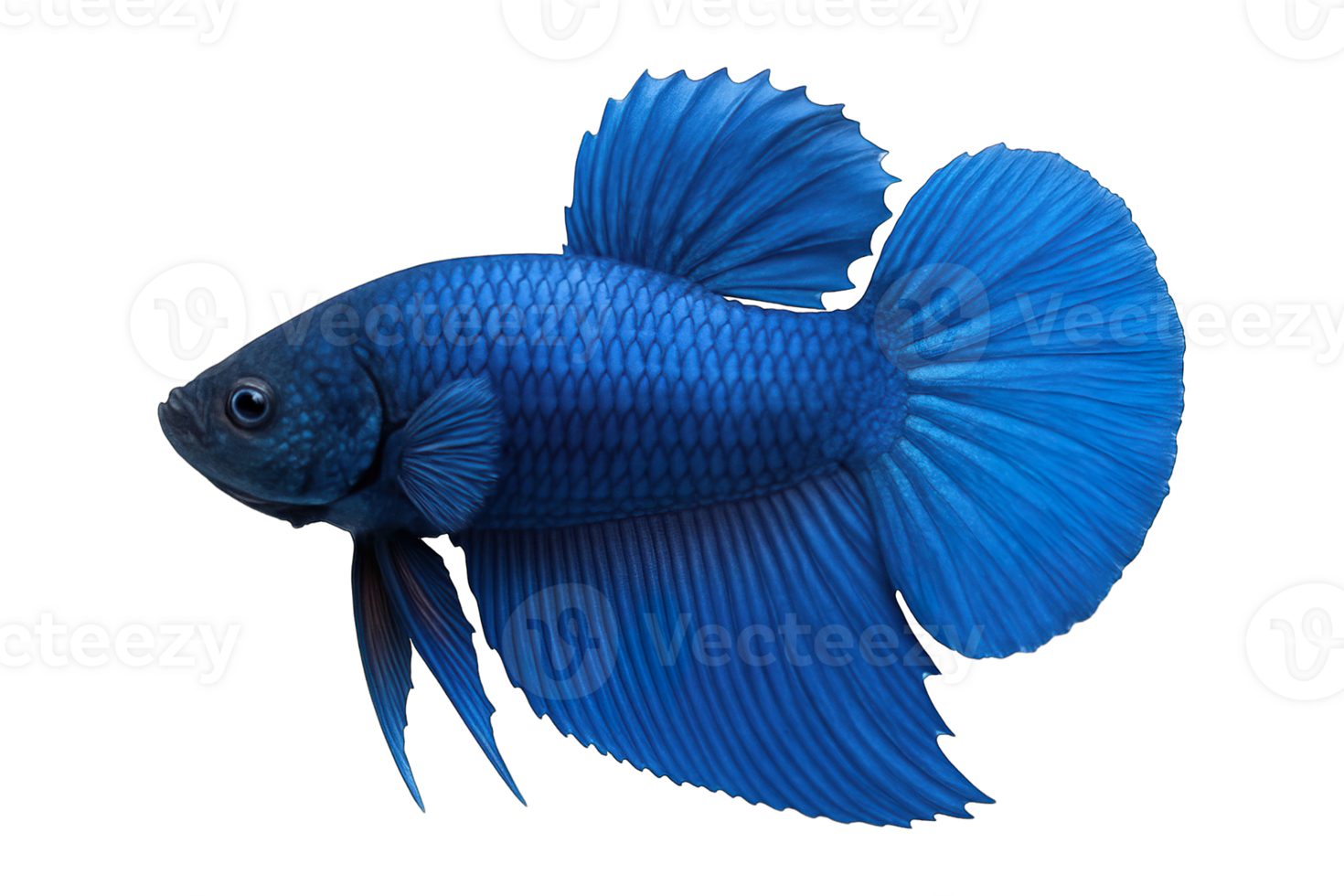Side view of vibrant blue betta fish isolated on transparent background, png
