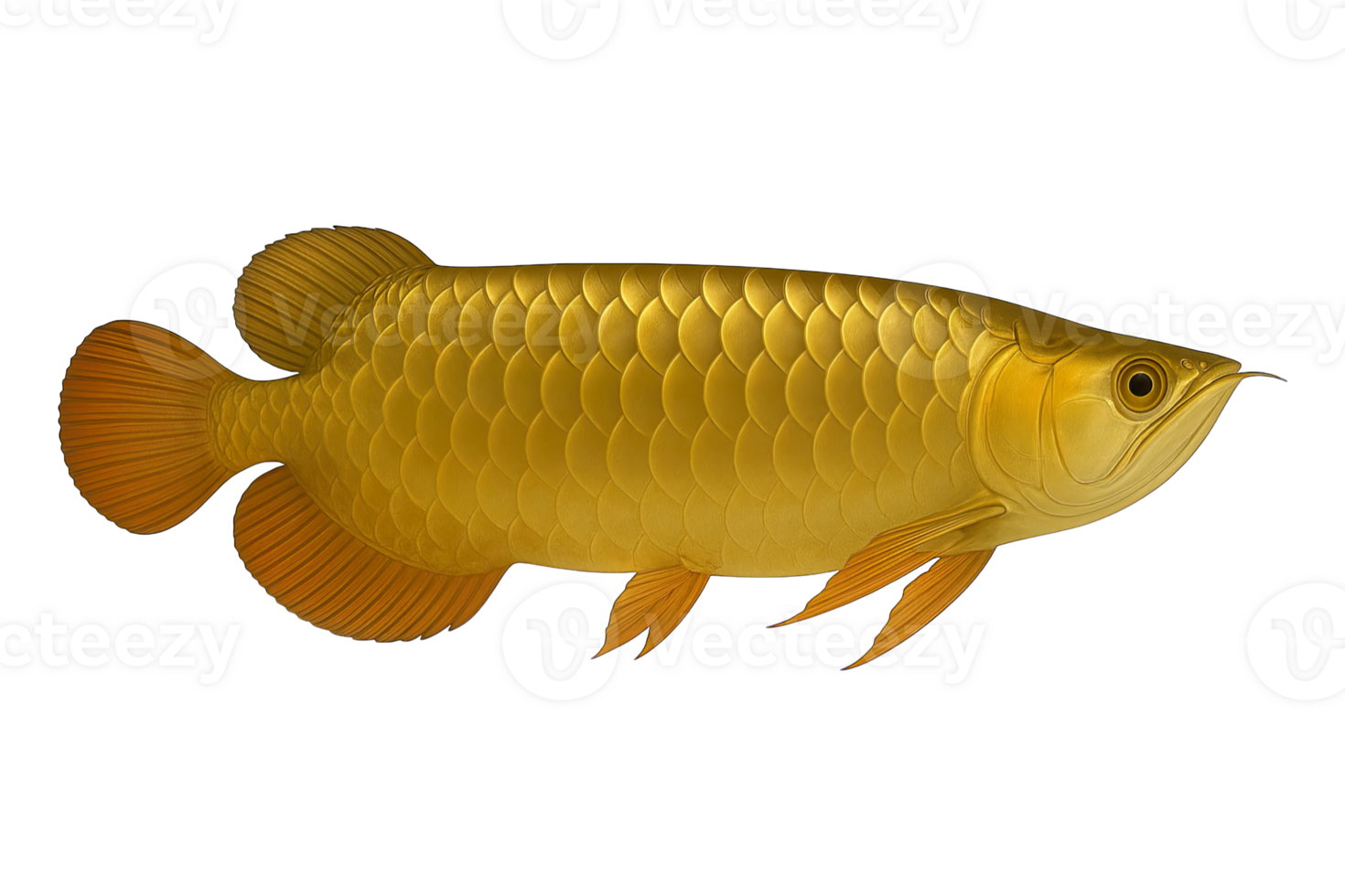 Golden Arowana Fish Side View Isolated on Transparent Background, png