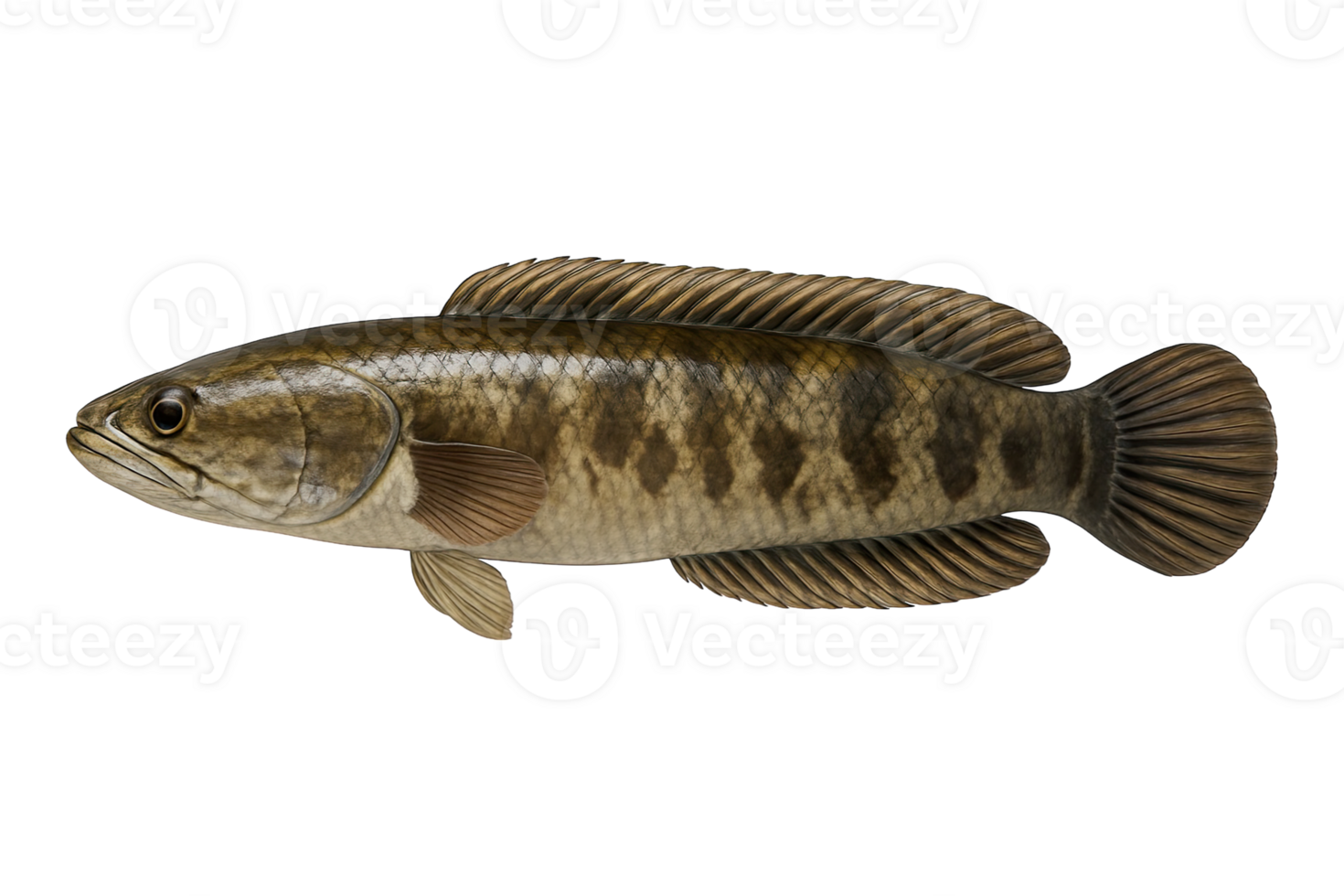 Snakehead Fish Side View Isolated on Transparent Background, png