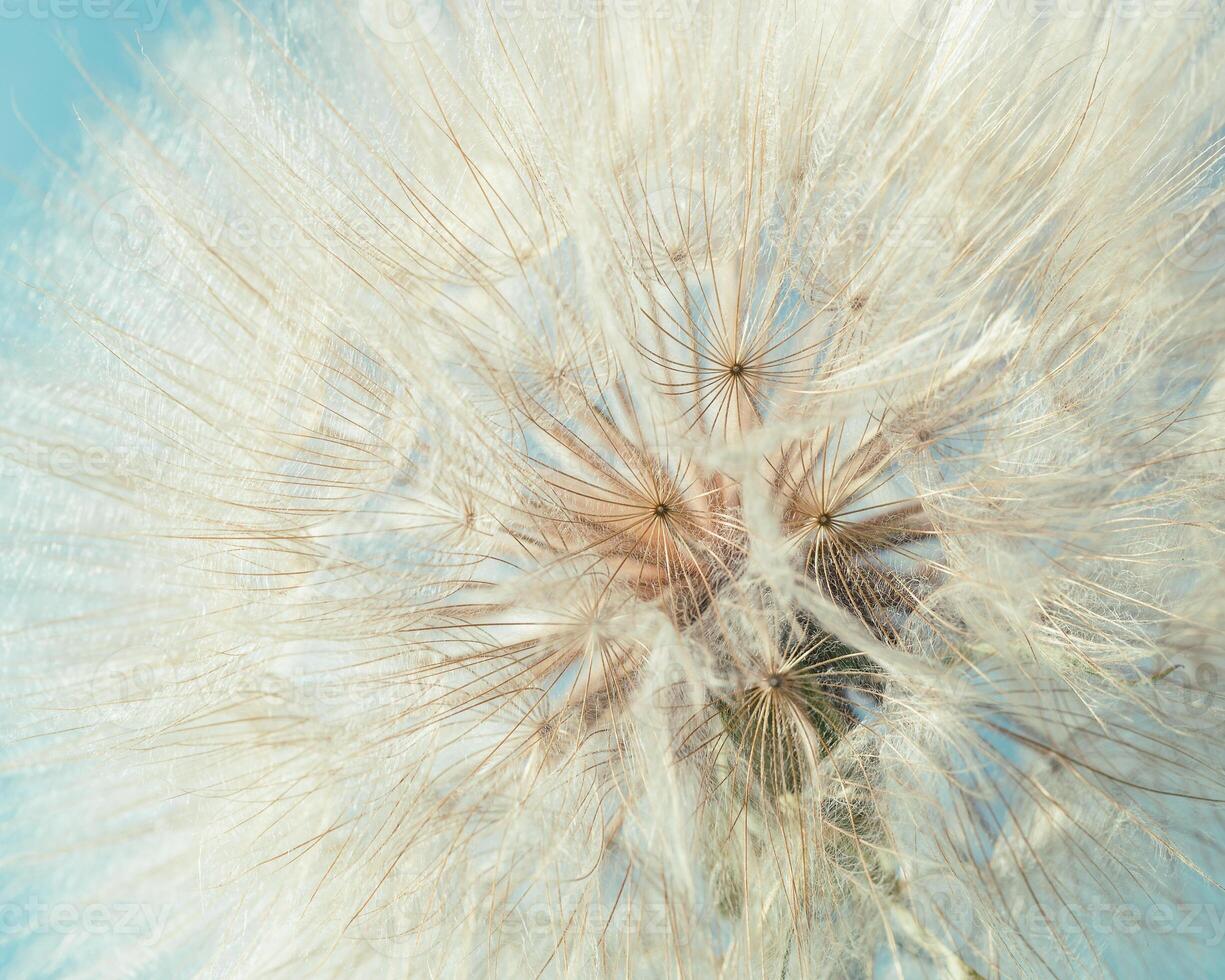 Fluffy dandelion in sunlight, flowery background. Beautiful flower close up. Abstract natural texture photo