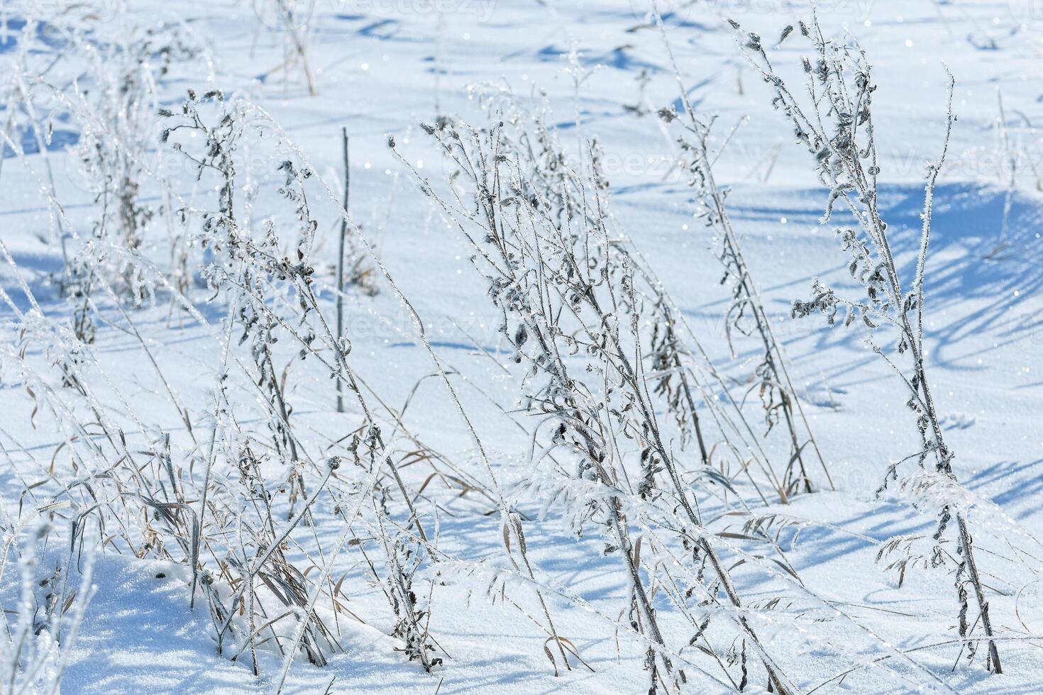 Beautiful frozen grasses in winter sun with long shadows sunshine on snowy winter landscape photo