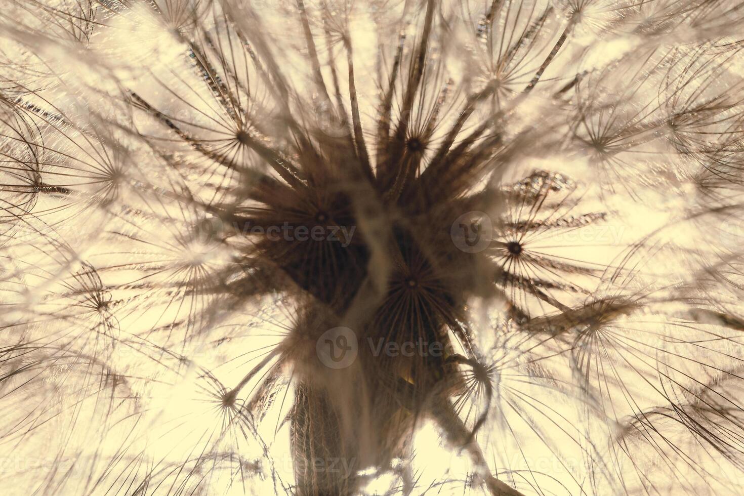 Fluffy dandelion in sunlight, abstract natural texture. Delicate flower with seeds close up. Low saturation photo. photo
