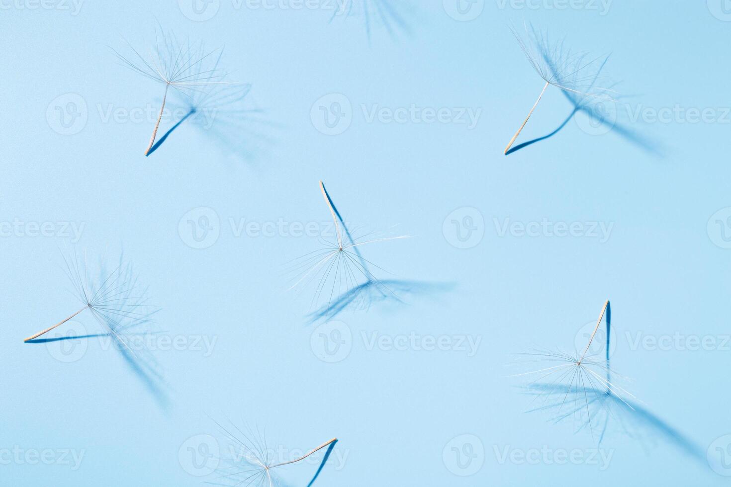 White fluffy seeds of dandelion flower in sunlight on blue surface with shadows. Sunny summer floral background. photo