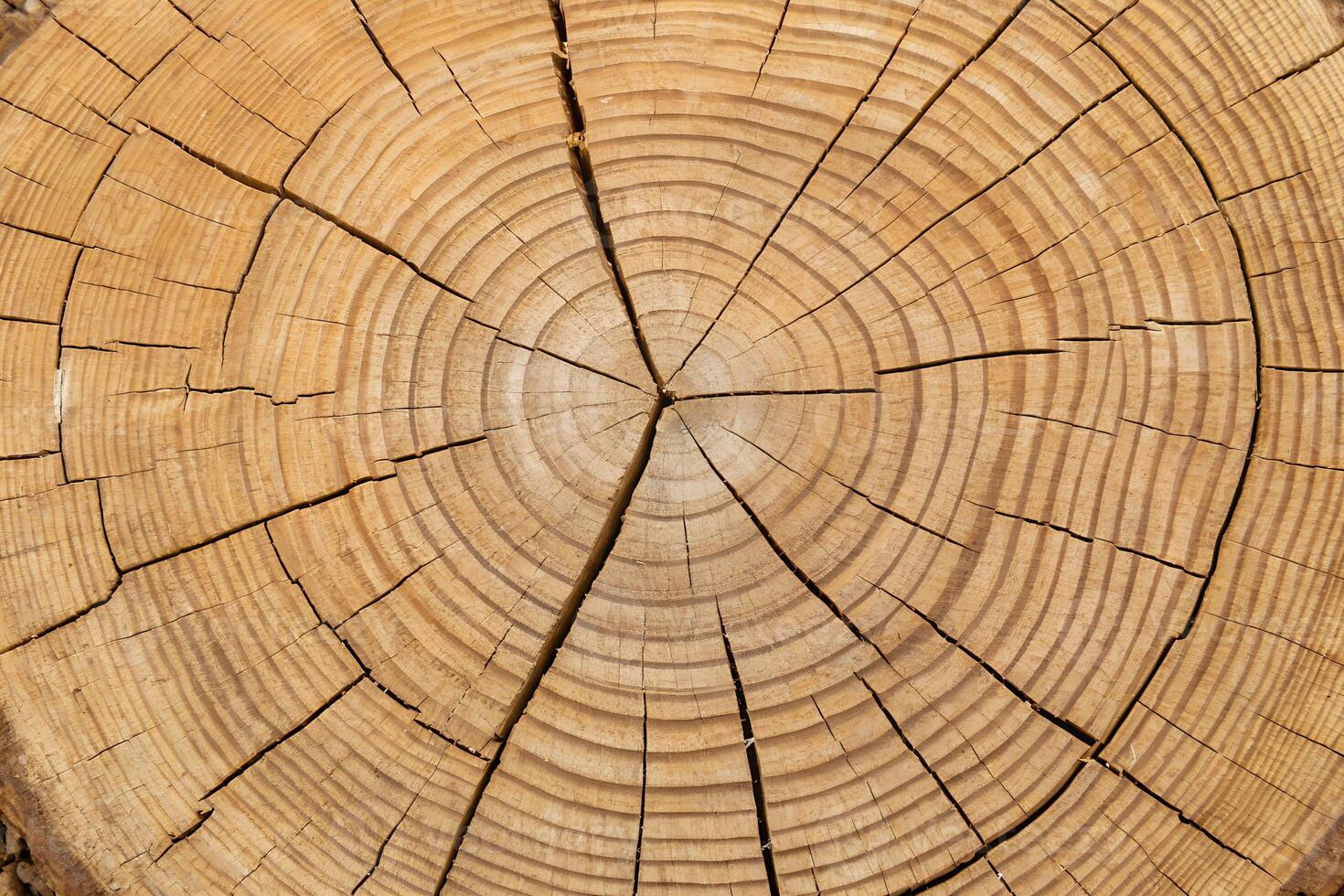 Tree Rings Texture in Cross Section of Log. photo