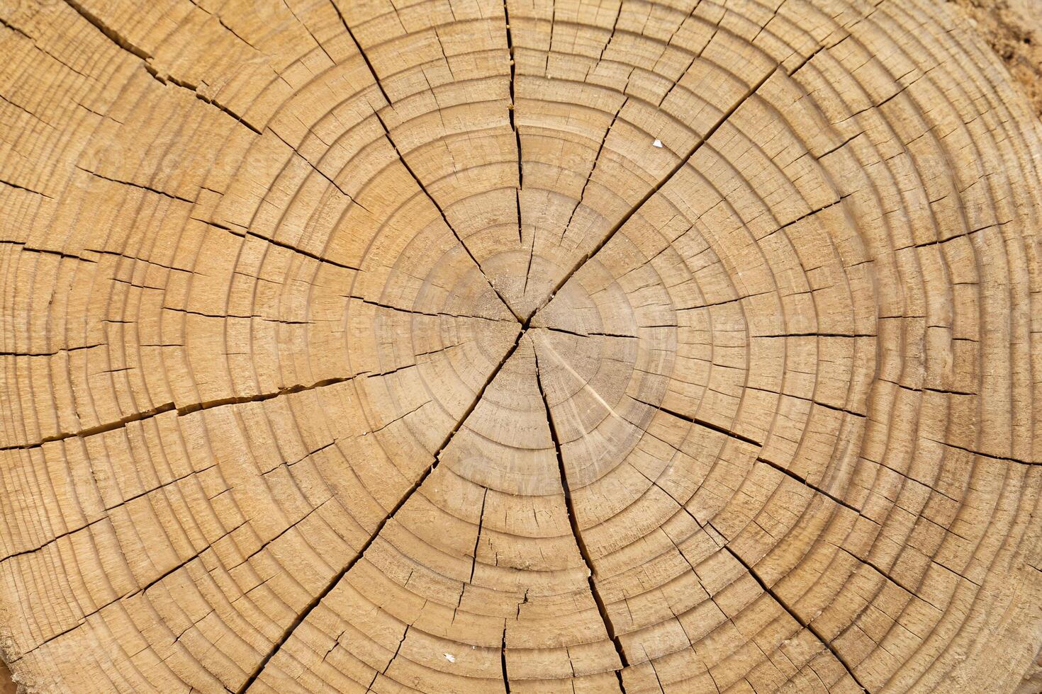 Tree Rings Texture in Cross Section of Log background photo