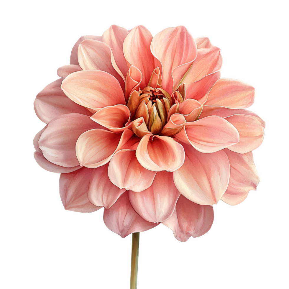 Delicate Peach Dahlia Flower for Elegant Floral Displays png