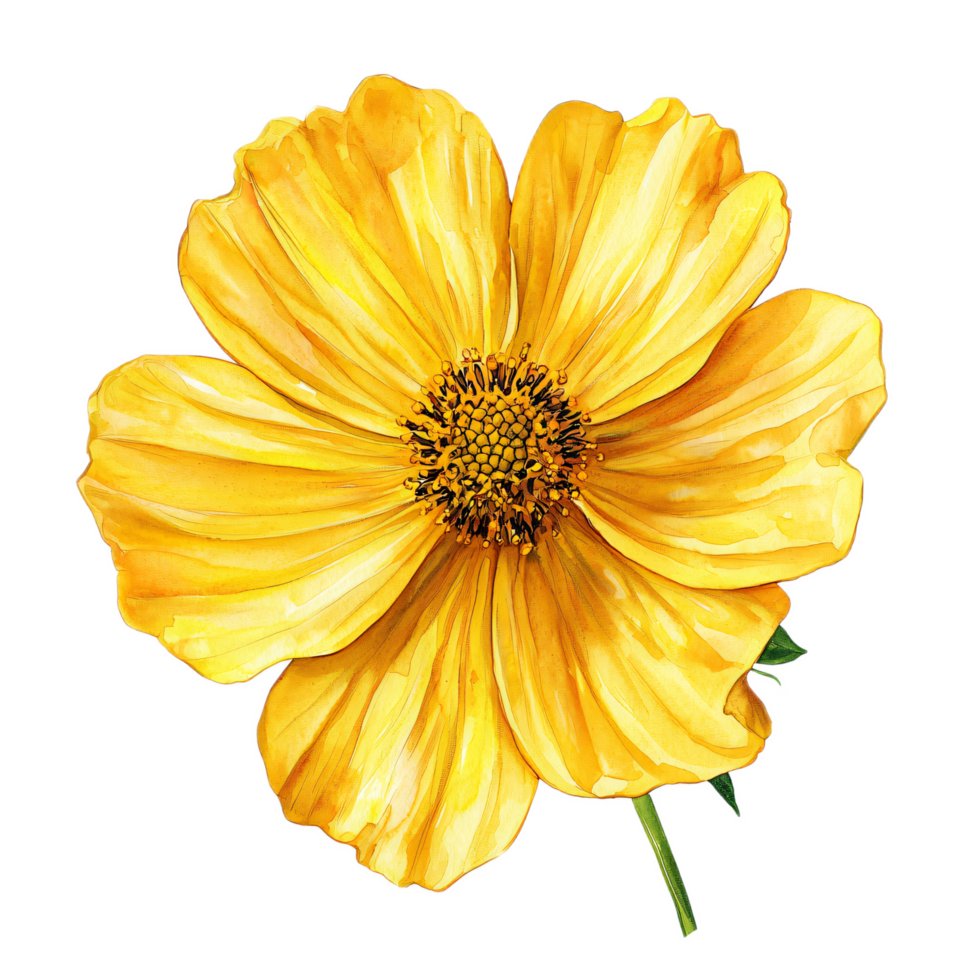 Bright Yellow Flower with Delicate Petals and Vibrant Center png