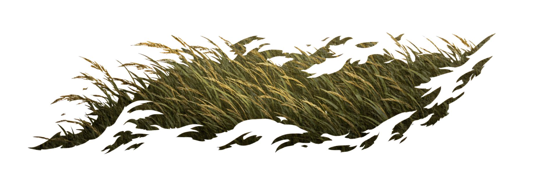 Golden Prairie Grasses in Natural Landscape Setting under Clear Sky png