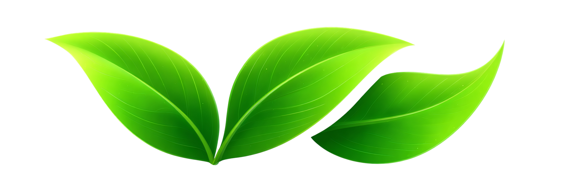 Fresh Green Leaves for Design Use png