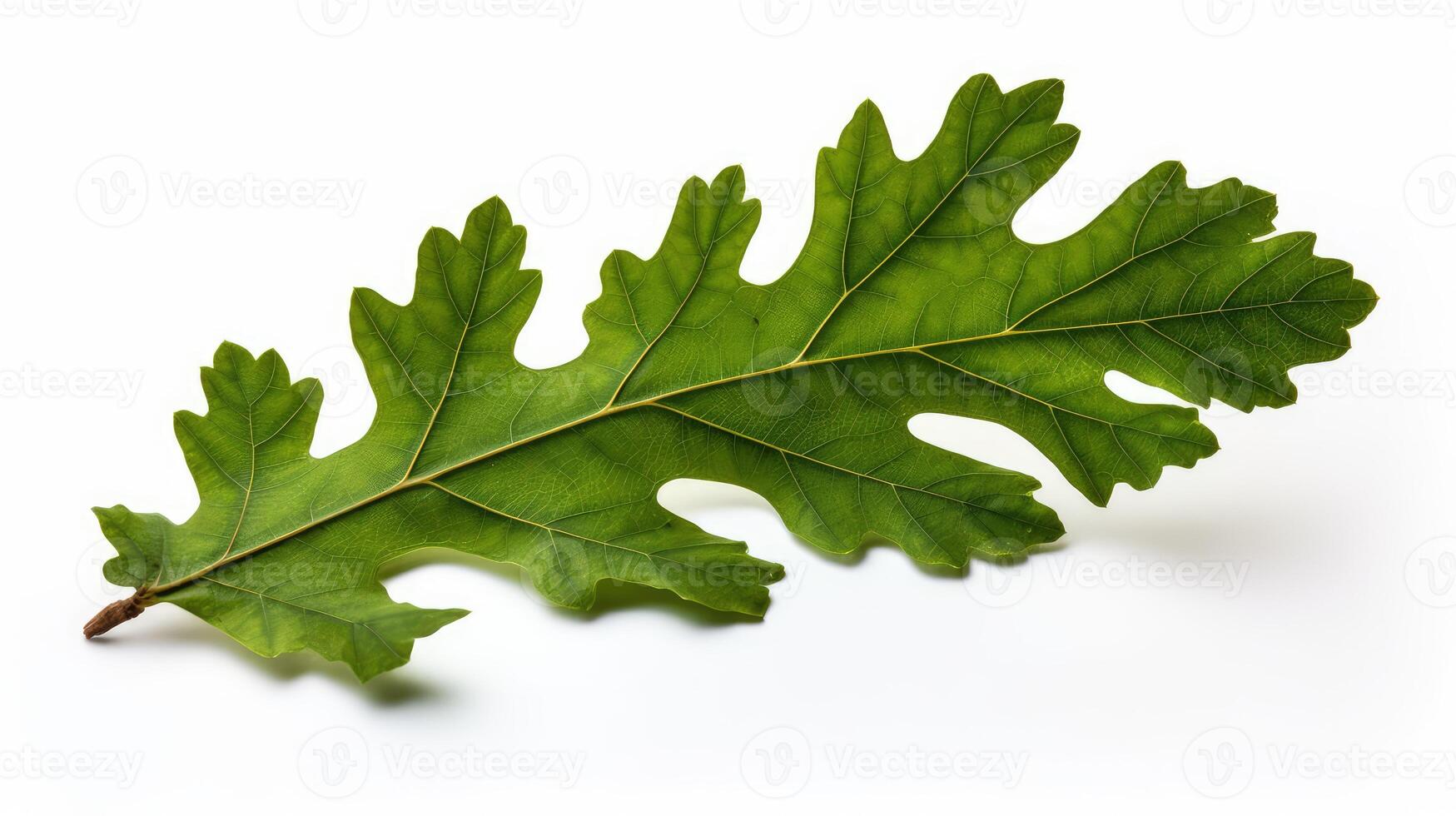 leaf oak tree white background photo