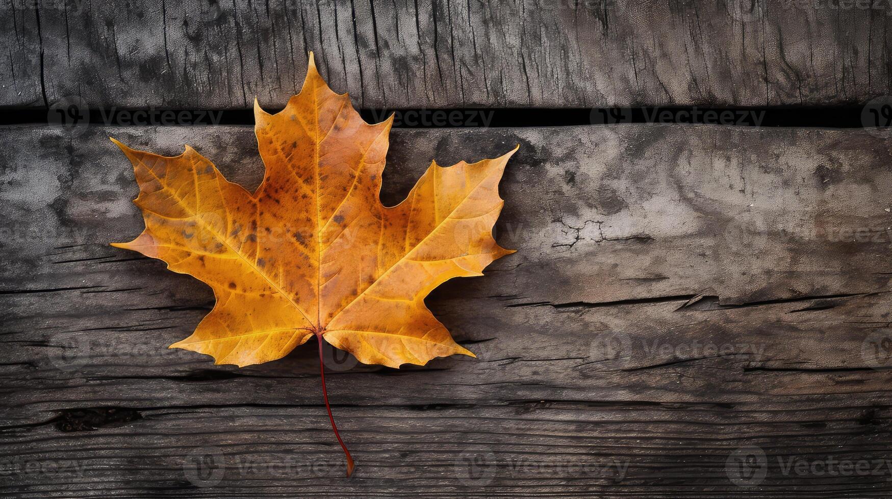 bench fall leaf on wood photo