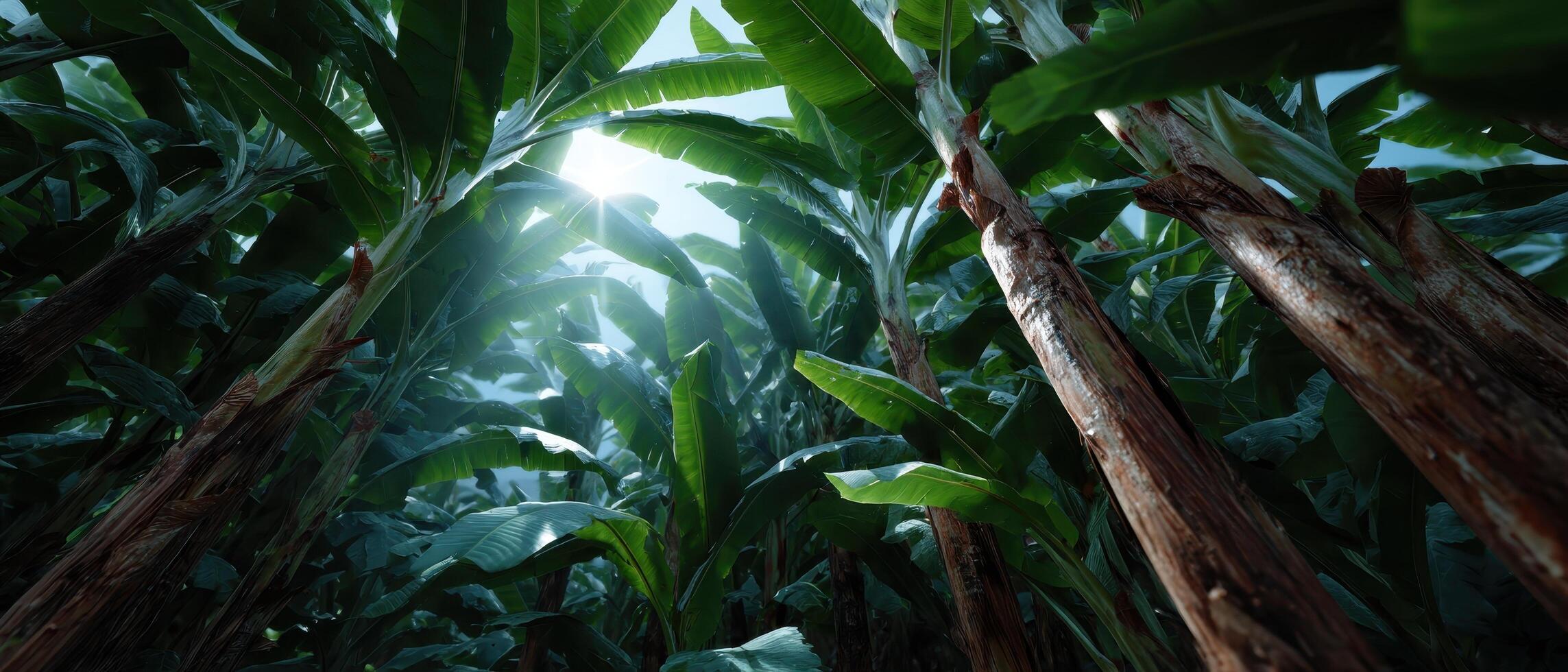 Lush green banana stalks in sunlight tropical forest nature photography underneath view photo