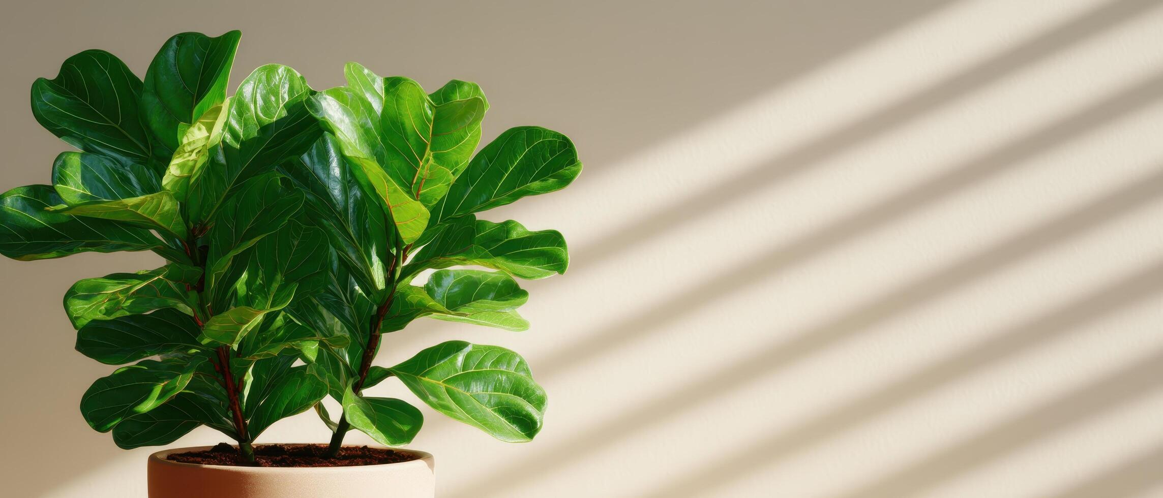 Fiddle leaf fig tree in soft natural light indoors home decor plant photography tranquil atmosphere photo