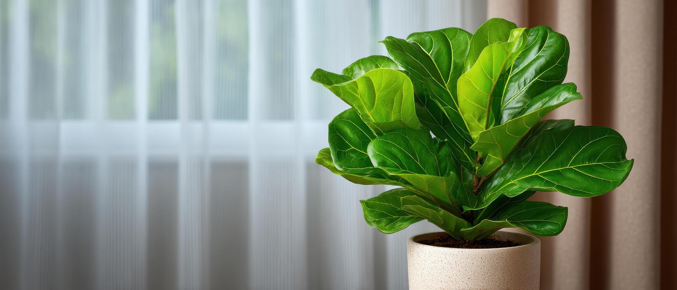Fiddle leaf fig plant care tips for thriving indoor growth home environment lifestyle concept photo