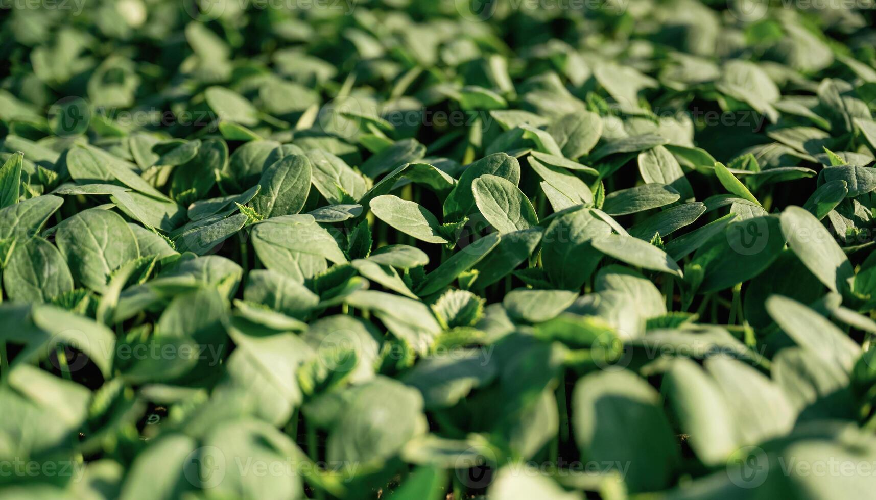 Under sunlight.,, Close, up, view of bunch of leaves that are growing on the agricultural field photo