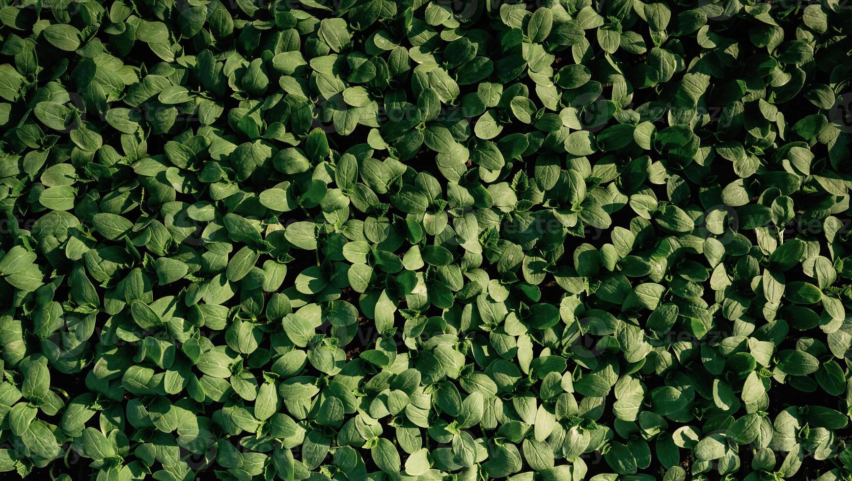 Close ,up, view, of ,bunch of leaves that are growing on the agricultural field photo