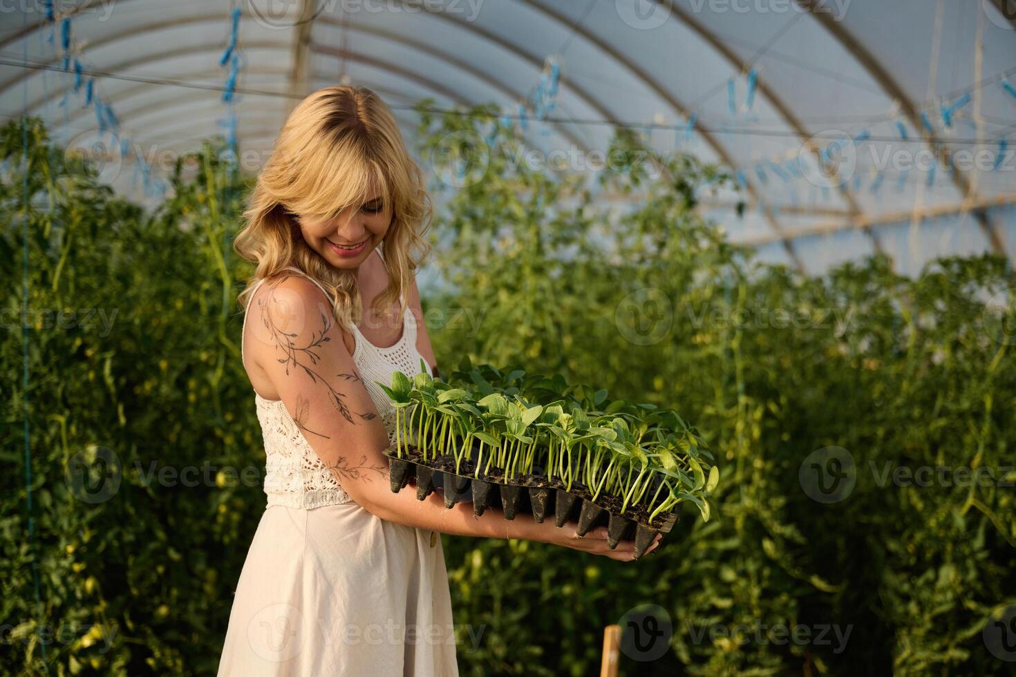 Plastic pots ,with bunch of plants. Beautiful woman is in the greenhouse photo