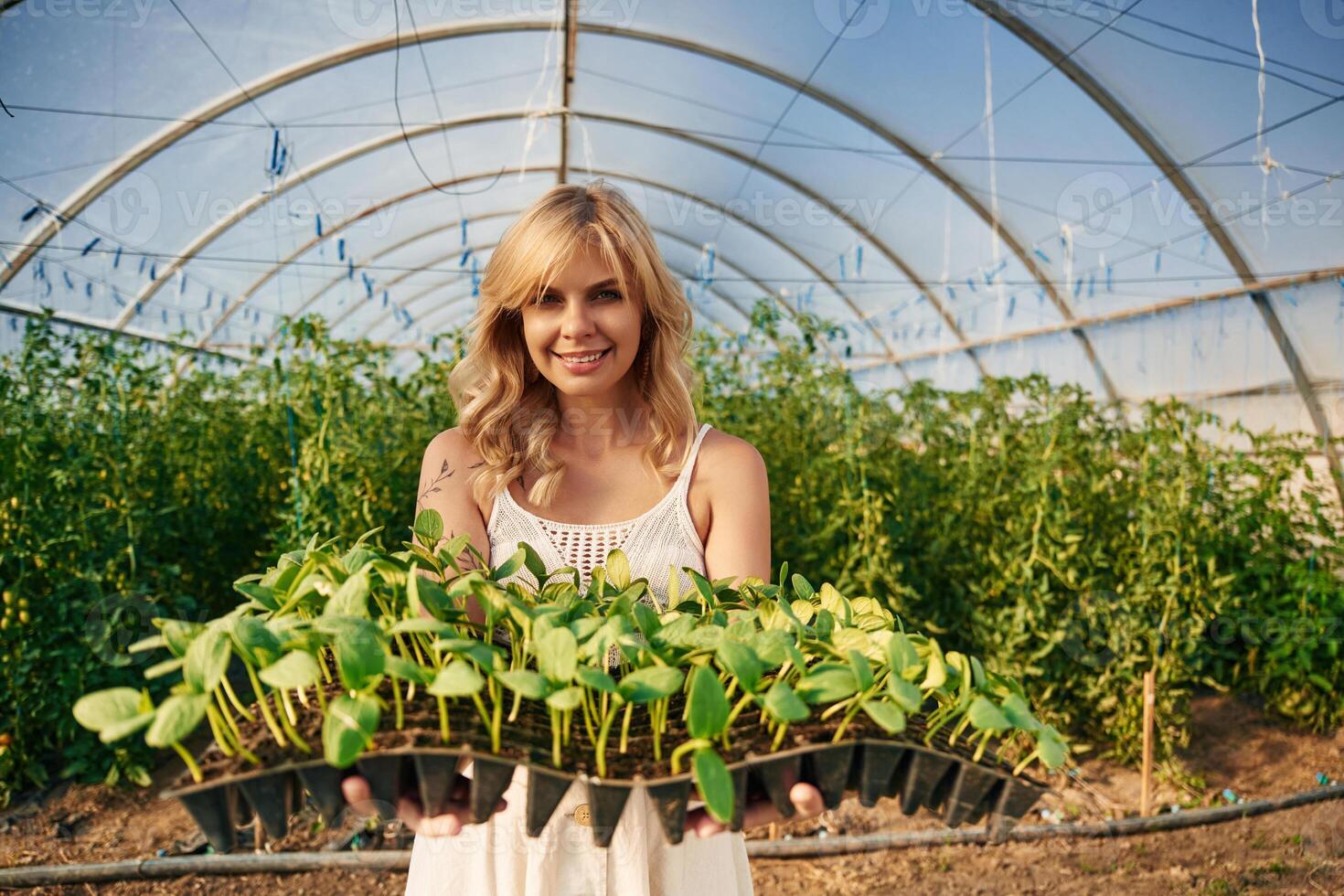 Plants, in plastic little pots. Beautiful woman is in the greenhouse photo