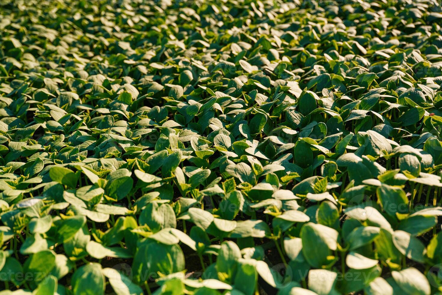 Under sunlight... Close up view of bunch of leaves that are growing on the agricultural field photo