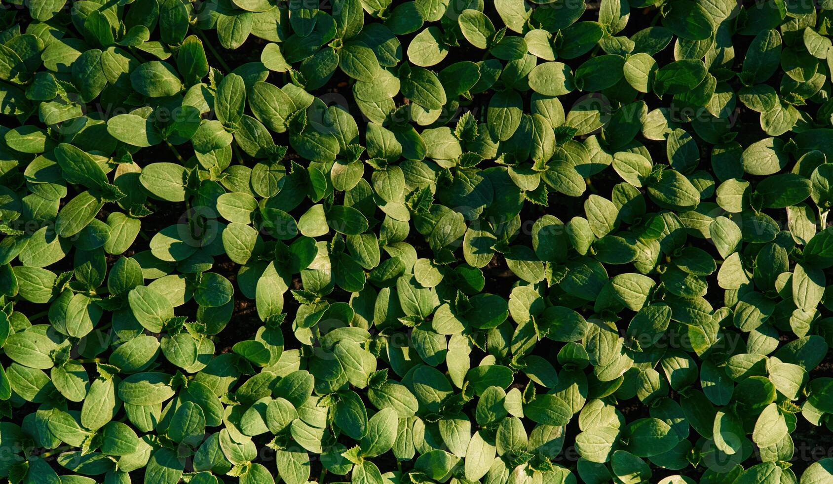 Close up view ,of bunch of leaves that are growing on the agricultural field photo