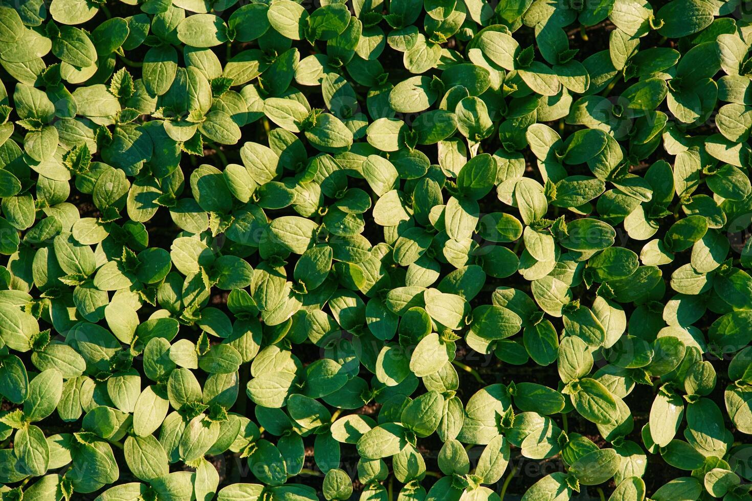 Under, sunlight. Close up view of bunch of leaves that are growing on the agricultural field photo