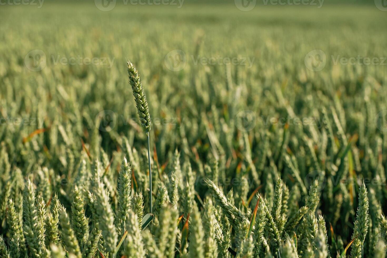 Close up view of growing ,wheat on the agricultural field at summer daytime photo