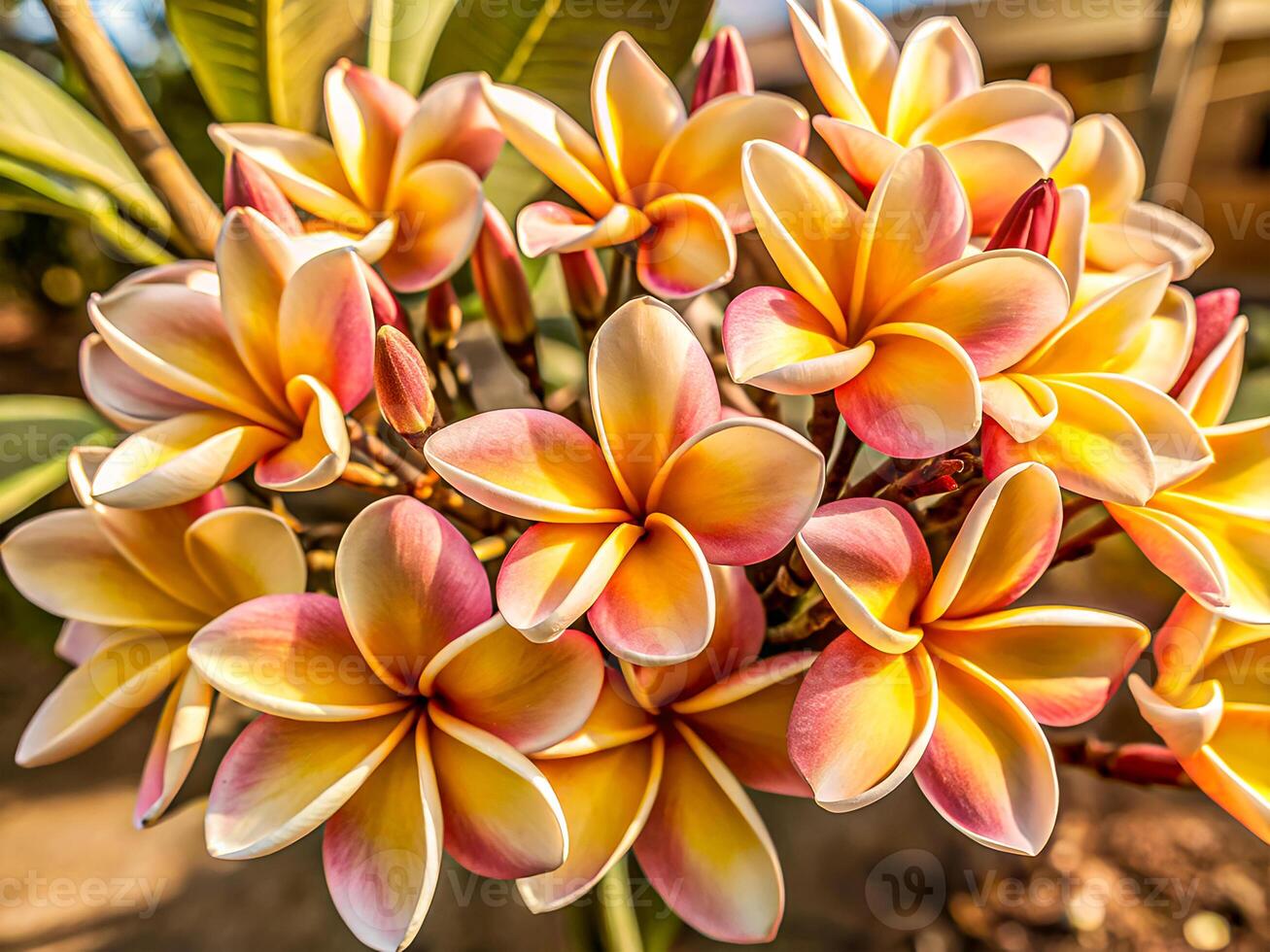 Lush Plumeria Blossoms. Exotic Tropical Elegance photo