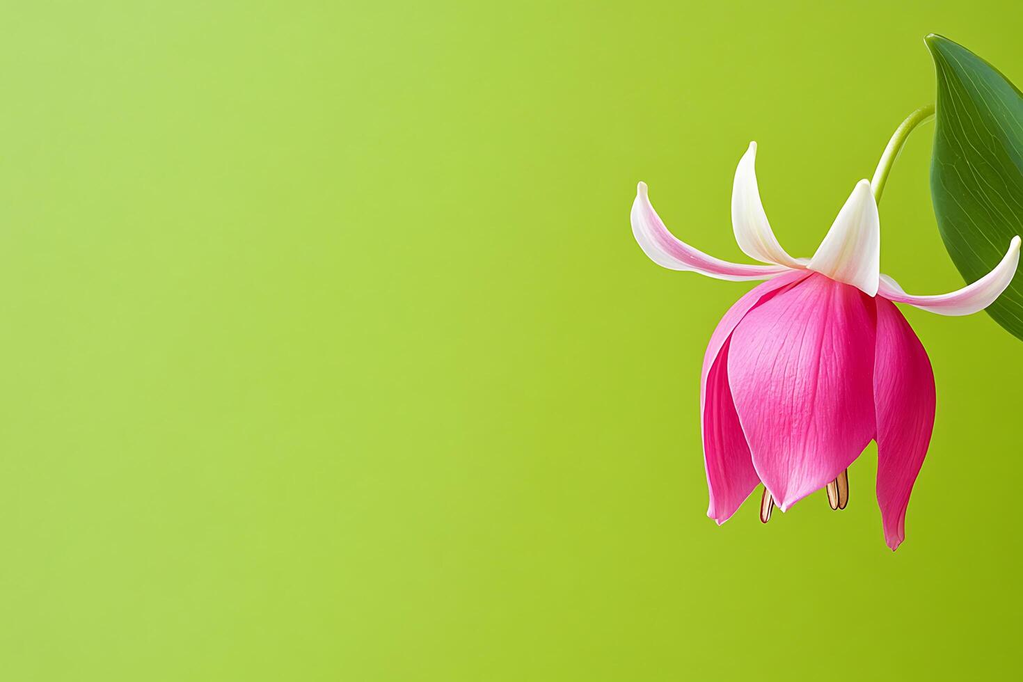 Elegant pink flower against green background photo
