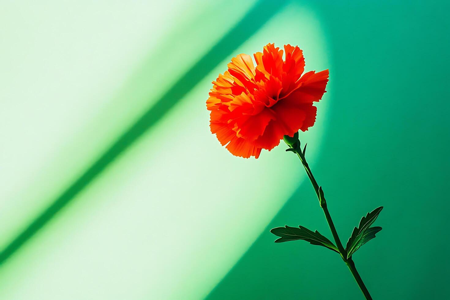 Red carnation bathed in gentle light photo
