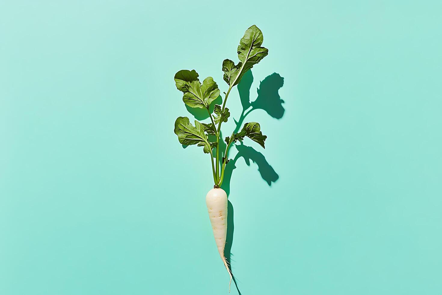 Daikon radish on a light teal background photo
