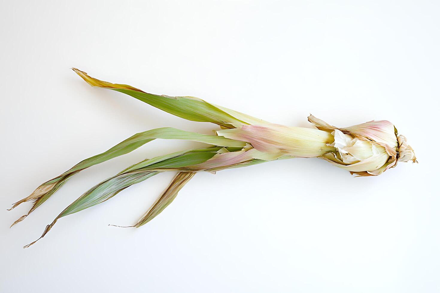 Corn still life with husks isolated photo