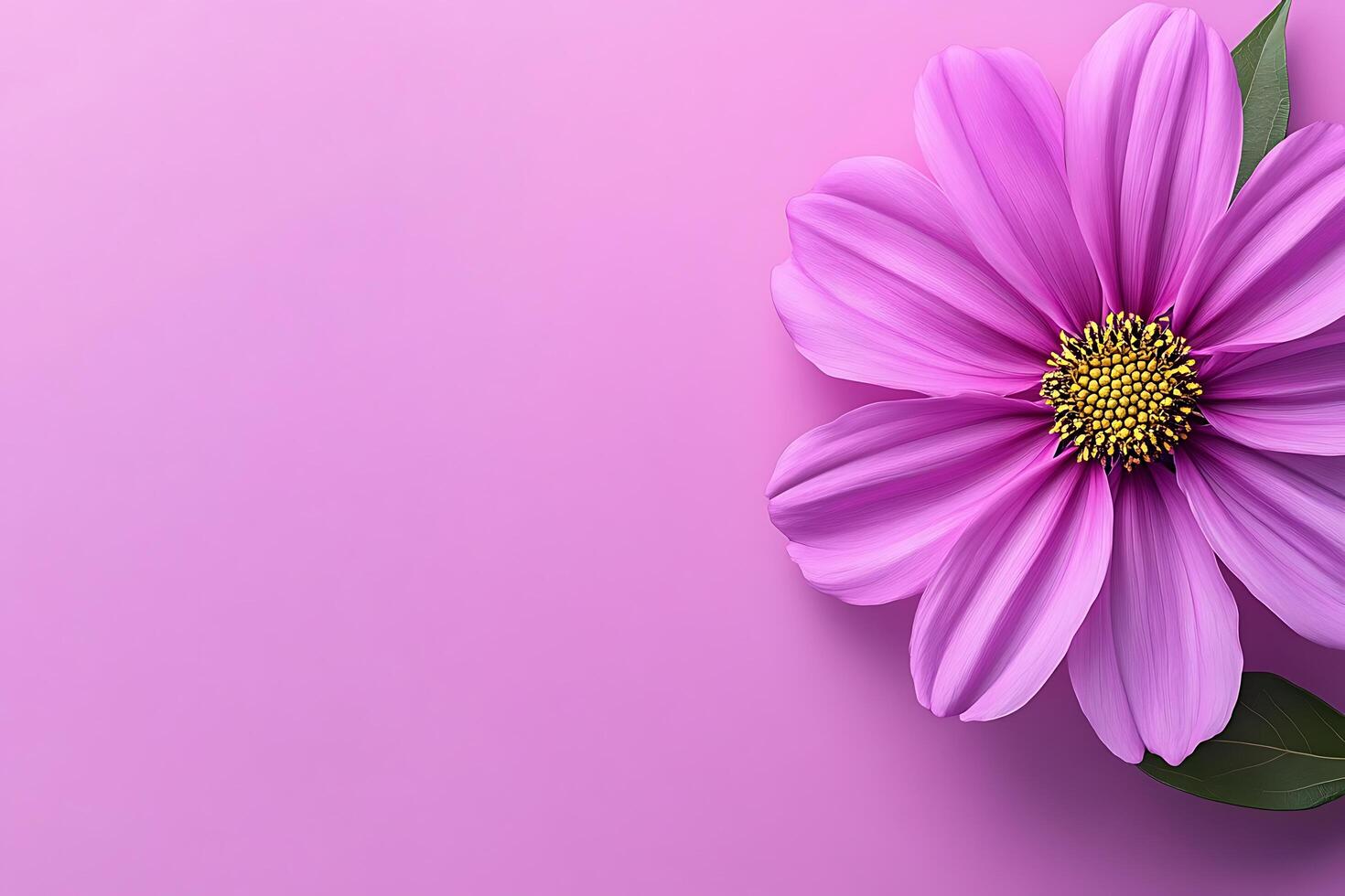 Pink cosmos flower on light background photo