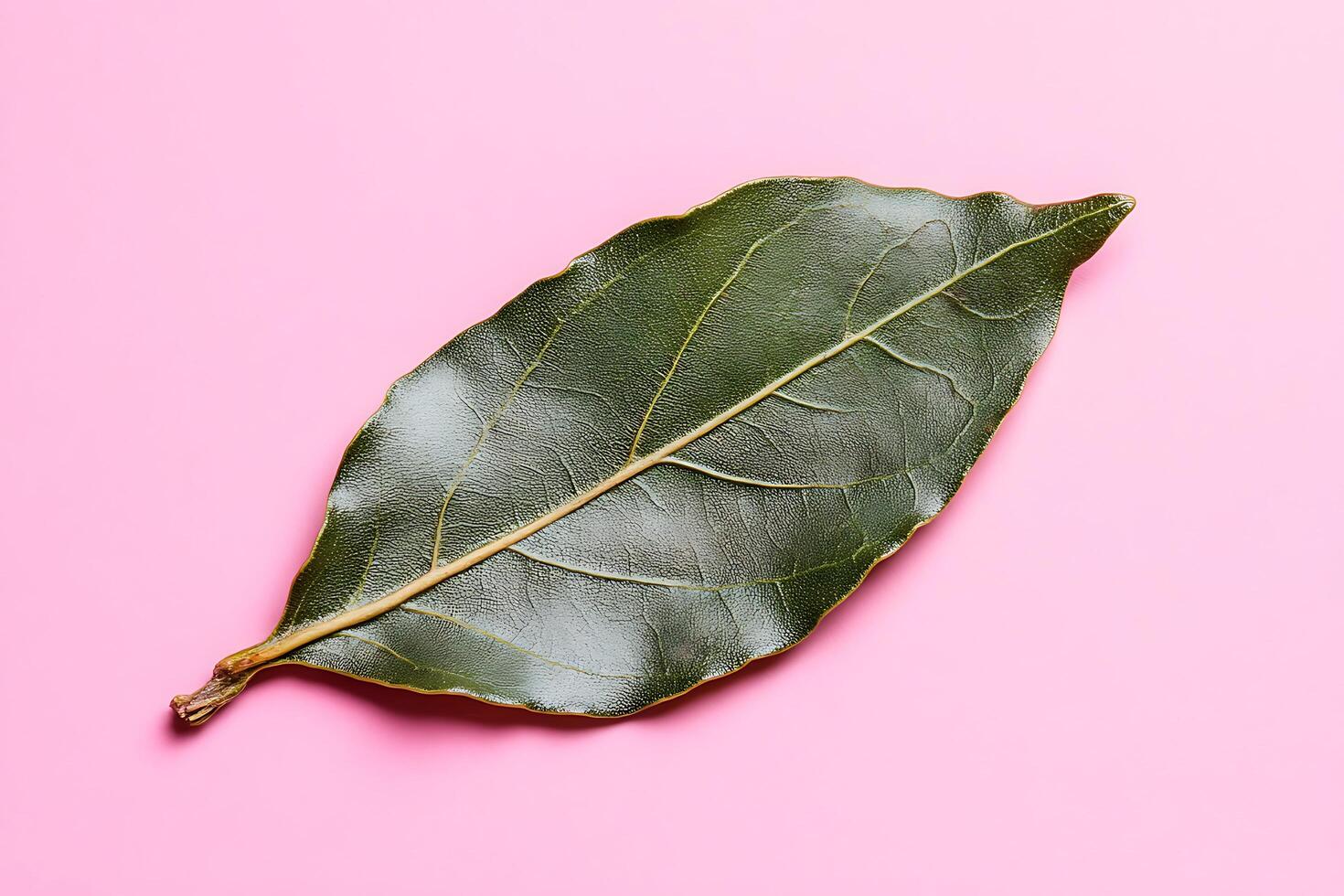 Bay leaf on pink background still photo