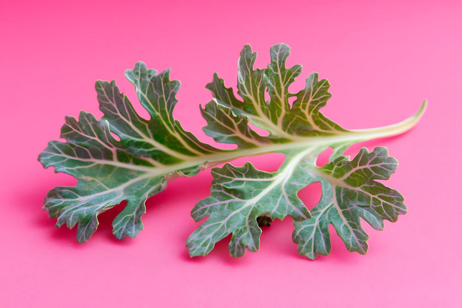 Kale leaf with pink background backdrop photo