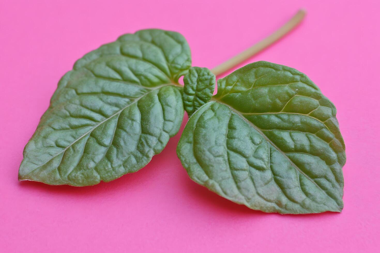 Mint leaves on bright pink background photo
