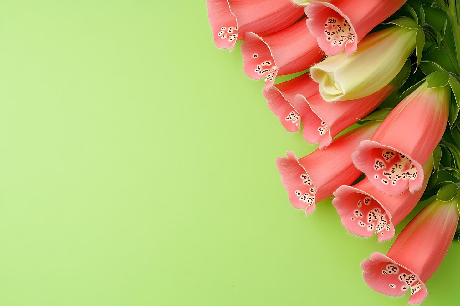 Foxglove blossoms on a green background photo