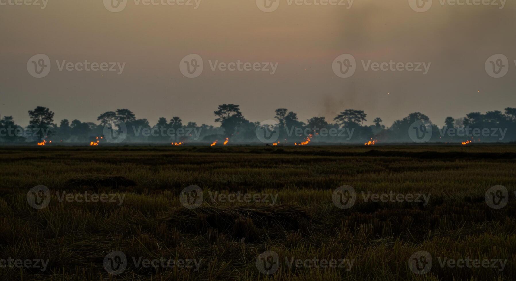 Controlled Burning in a Harvested Paddy Field at Twilight, Rural Landscape photo