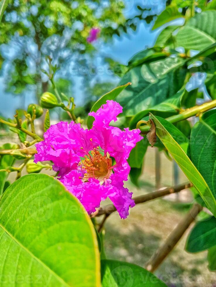 Close-up of a vibrant pink Crape Myrtle flower in bloom photo
