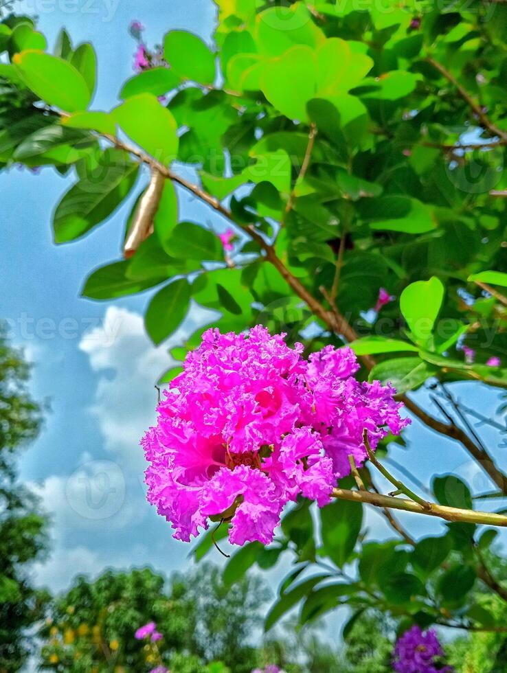 Vibrant Pink Crape Myrtle Blossom with Lush Green Foliage photo