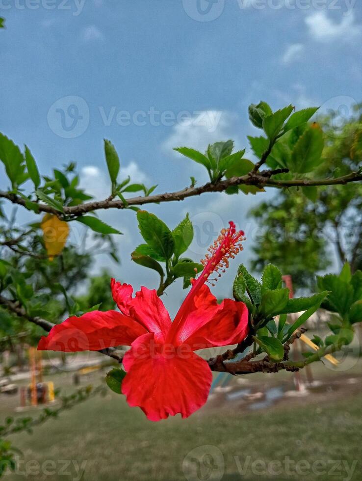 Red Hibiscus Flower in Full Bloom with Leafy Branches Against Sky photo