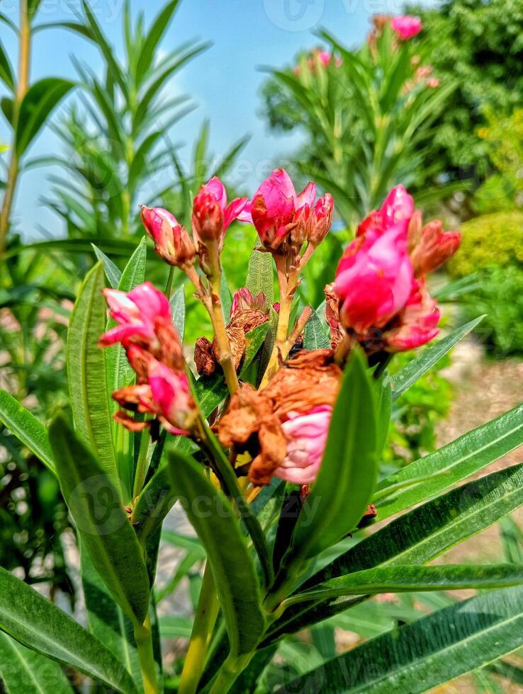 Close-up of vibrant pink Oleander blossoms in a sunny garden photo