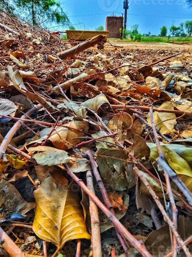 Fallen Leaves and Twigs on the Ground photo