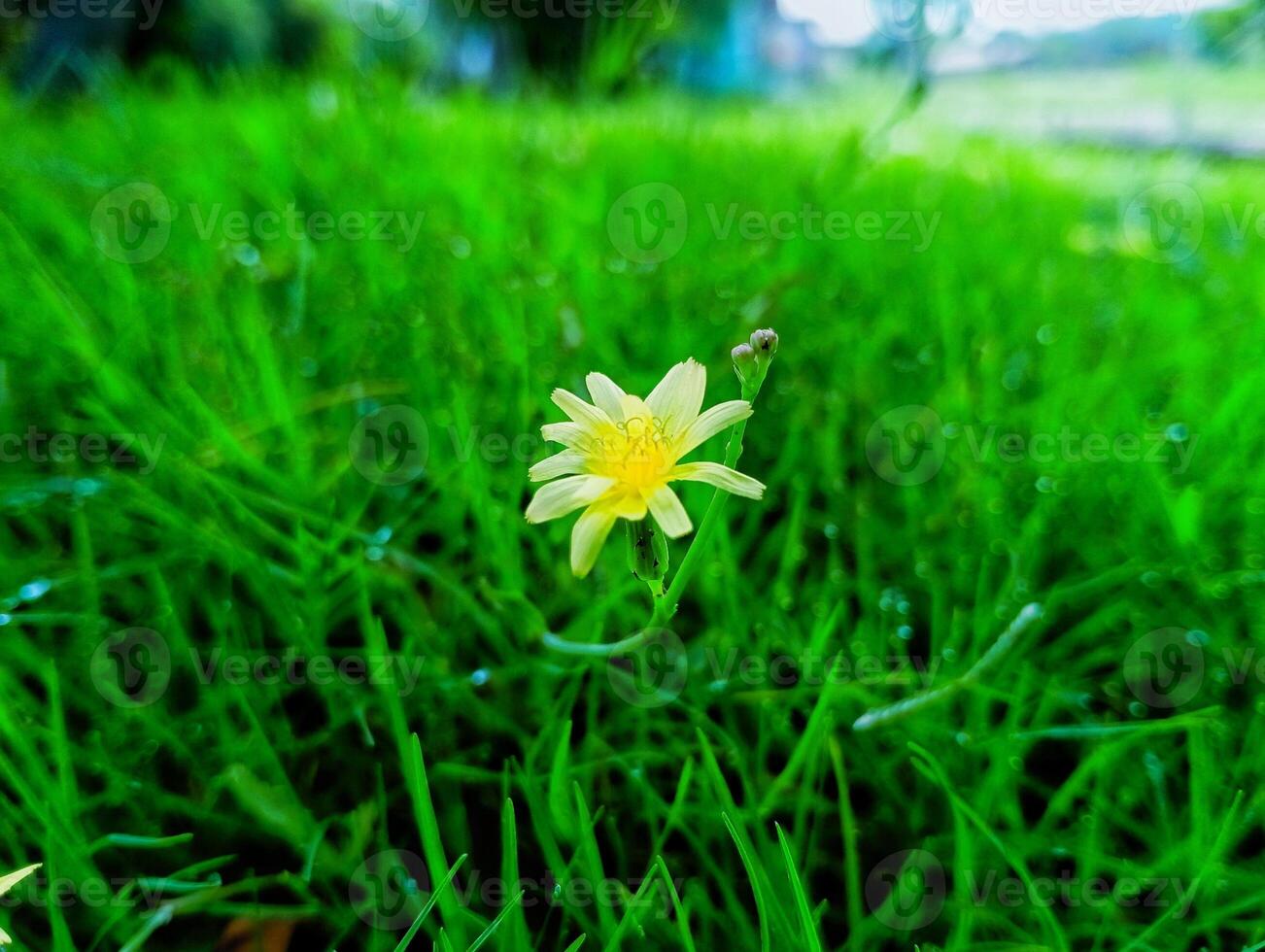 A vibrant yellow wildflower blooming amidst lush green grass. photo