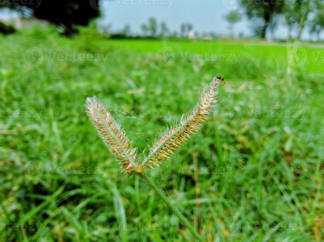 Close-up of a grass seed head in a green field photo