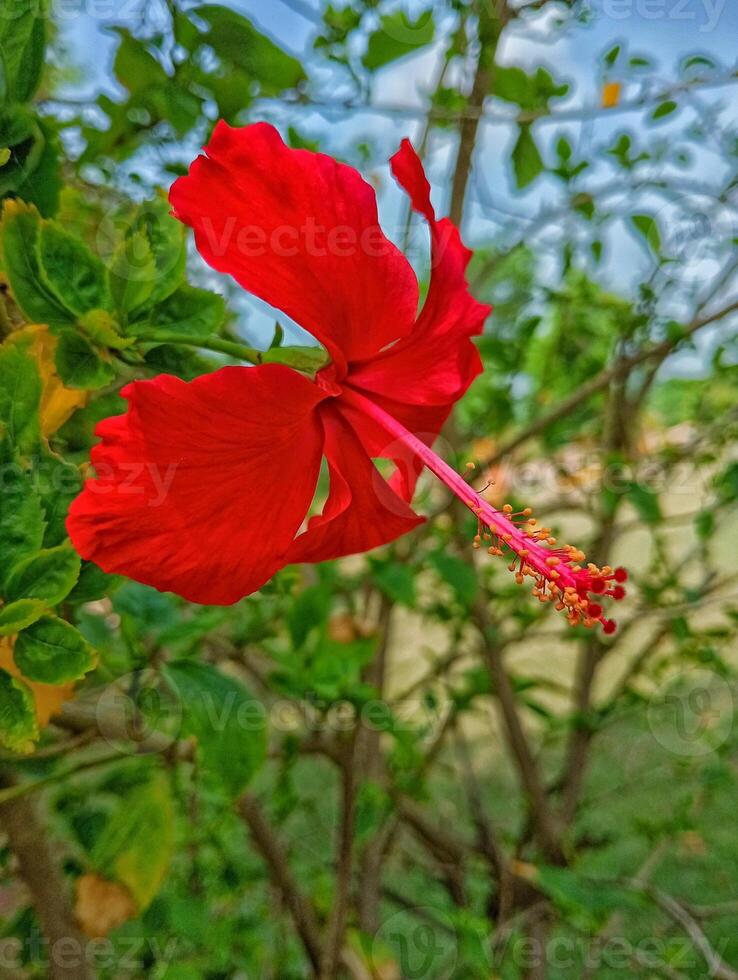 Vibrant Red Hibiscus Flower in Full Bloom photo