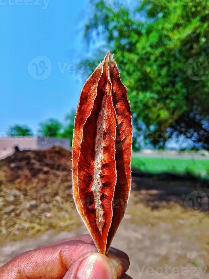 Closeup of a Dried Seed Pod A Study in Autumnal Texture and Organic Form photo