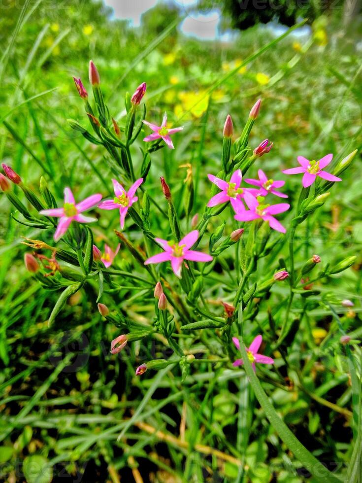 Close-up of Delicate Pink Flowers in a Green Field photo