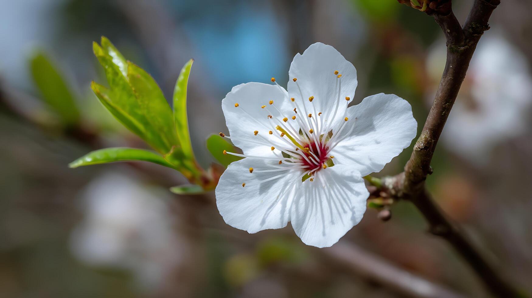 Bright Spring Blossom with Ultra-Realistic Macro Detail and Bokeh photo